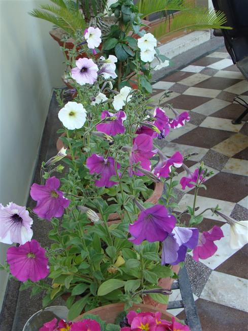 Petunia x atkinsiana